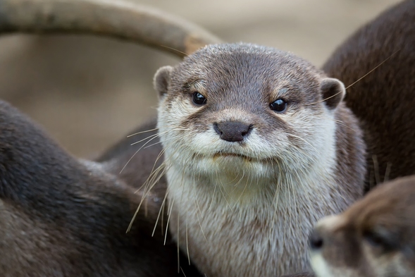 干潟の動物園！アニマルリゾート・ＮＯＡＨ　入場券付プラン